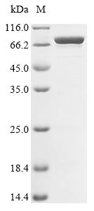 Recombinant Escherichia coli Colicin-E7 (colE7)