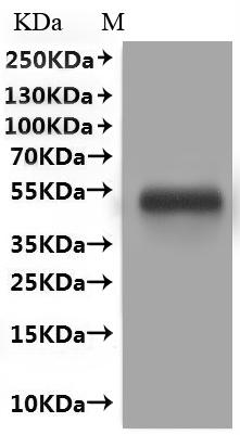 Recombinant Human Myelin-oligodendrocyte glycoprotein (MOG)-VLPs, Fluorescent