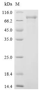 Recombinant Human Cadherin-9 (CDH9), partial