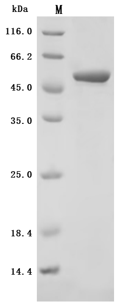 Recombinant Finegoldia magna ATCC 53516 LPXTG-motif cell wall anchor domain protein, partial (Active)