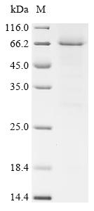 Recombinant Mesocricetus auratus Angiotensin-converting enzyme (Ace2), partial