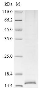 Recombinant Human Inhibin beta A chain (INHBA)