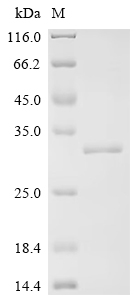 Recombinant Human Toll-like receptor 5 (TLR5), partial