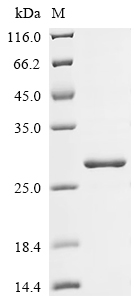 Recombinant Rabbit Interleukin-10 (IL10)