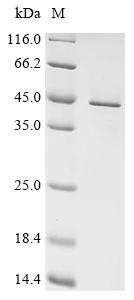 Recombinant Human Small ribosomal subunit protein uS5 (RPS2)