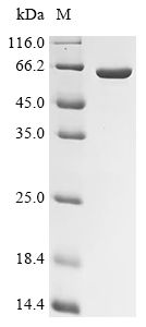 Recombinant Human Mitogen-activated protein kinase 14 (MAPK14)