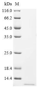 Recombinant Human NADH dehydrogenase [ubiquinone] 1 alpha subcomplex subunit 4 (NDUFA4), partial