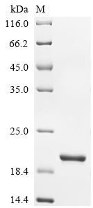 Recombinant Mouse Interferon alpha-2 (Ifna2)