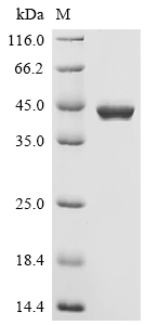 Recombinant Human CAD protein (CAD), partial