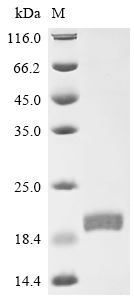 Recombinant Mouse Interferon alpha-2 (Ifna2)