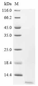 Recombinant Mouse Glucagon (Gcg), partial