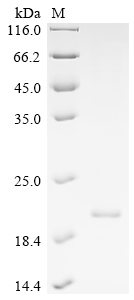 Recombinant Human Interferon alpha-1/13 (IFNA1)