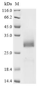 Recombinant Human Insulin-like growth factor-binding protein 7 (IGFBP7)