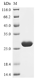 Recombinant Human cytomegalovirus Enhanced green fluorescent protein (egfp) (V164A,S176G)
