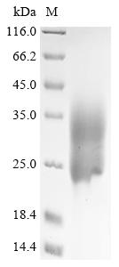 Recombinant Human metapneumovirus Fusion glycoprotein F0 (F), partial