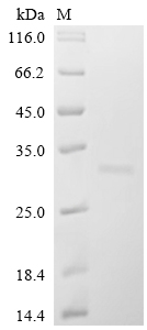 Recombinant Human Bcl-2-like protein 11 (BCL2L11)