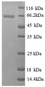 Recombinant Thermus aquaticus DNA polymerase I, thermostable (polA), partial