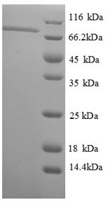 Recombinant Thermus aquaticus DNA polymerase I, thermostable (polA), partial