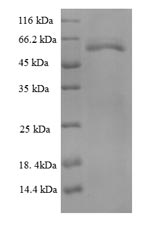Recombinant Thermus aquaticus DNA polymerase I, thermostable (polA), partial