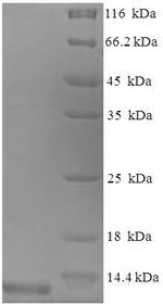 Recombinant Mouse C-C motif chemokine 3 (Ccl3)