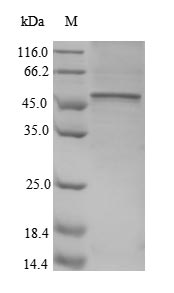 Recombinant Human CD40 ligand (CD40LG), partial