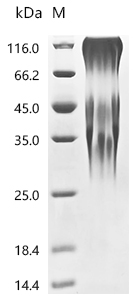 Recombinant Mouse Ly6/PLAUR domain-containing protein 3 (Lypd3)
