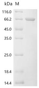 Recombinant Human herpesvirus 2 Tegument protein VP16 (UL48)