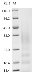 Recombinant Human Interleukin-13 (IL13)