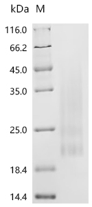 Recombinant Mouse Interleukin-13 (Il13)