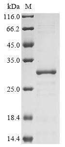 Recombinant Coxiella burnetii Chaperonin GroEL (groEL), partial