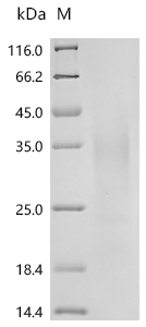 Recombinant Human Interferon gamma (IFNG)