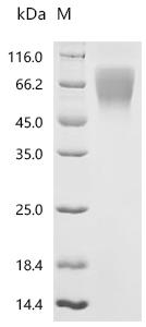 Recombinant Rat Ly6/PLAUR domain-containing protein 3 (Lypd3)