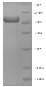 Mouse Arg2 protein