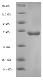 Bovine CD8A protein