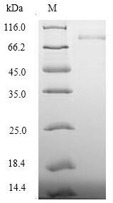 Human DSG3 protein