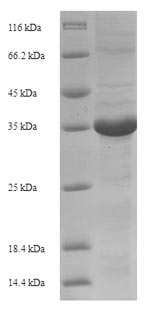 Horse EPO protein