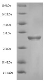 Human F5 protein