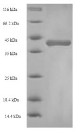 Rat Gsta1 protein