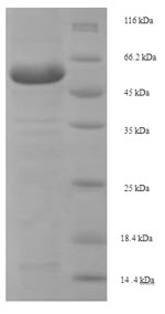 Mouse Loxl1 protein