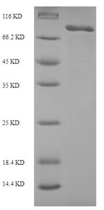 Human CD206 protein
