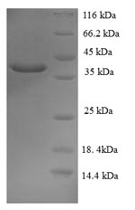 Human MUC2 protein