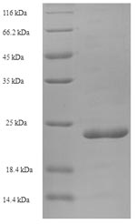 Human PI3 protein