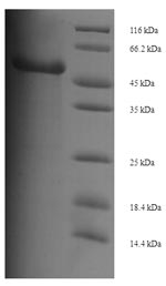 Mouse Wnt3 protein