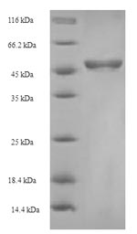 Bacterial ompA protein