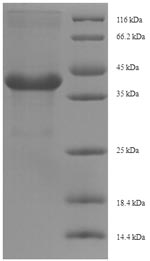 Plant AP24 protein