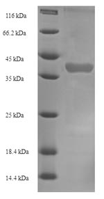 Mouse Klk1b22 protein