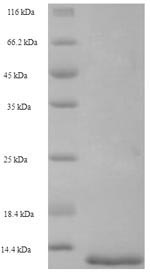 Animal OP-3 protein
