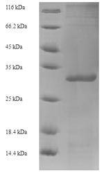 Human E6 protein