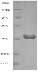 Human E7 protein