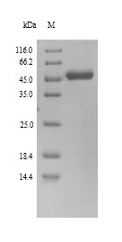 Human U27 protein